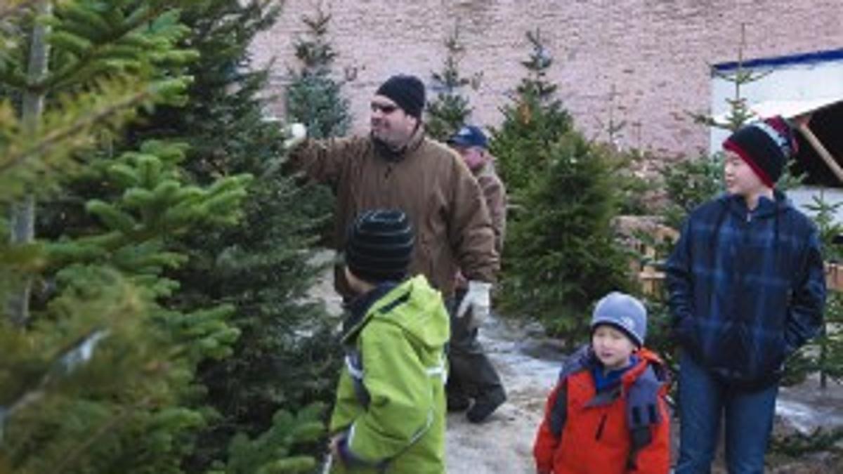 Cut Your Own Tree With A Forest Service Permit News Dailyrecordnews Com