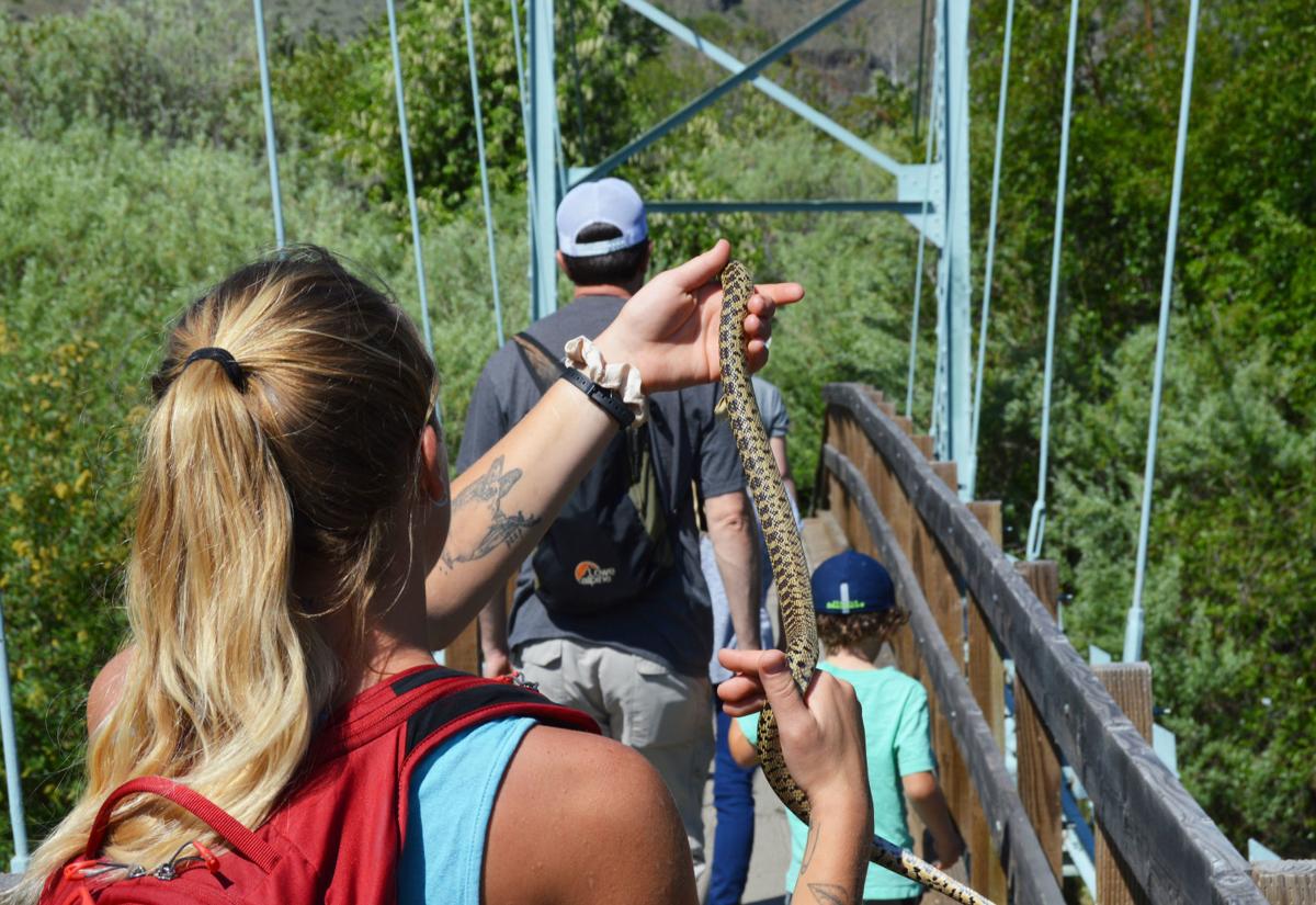 Photos Getting Intimate With The Shrub Steppe Snake Hike News