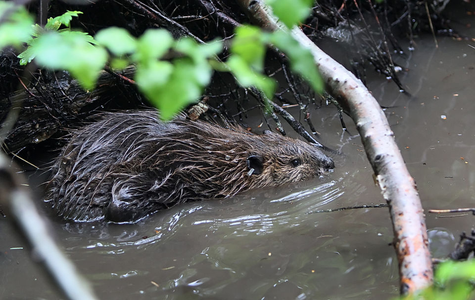 Nuisance beavers relocated to Kittitas County Uppercounty