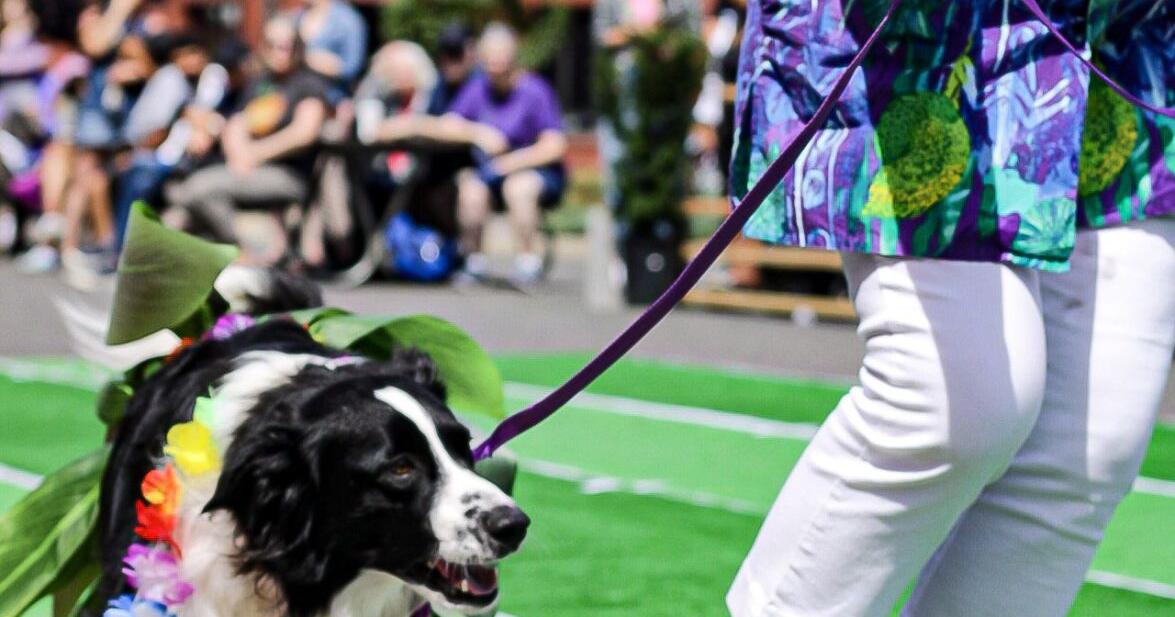 Dachshunds and Friends Parade seeks canine contestants - Vimarsana News