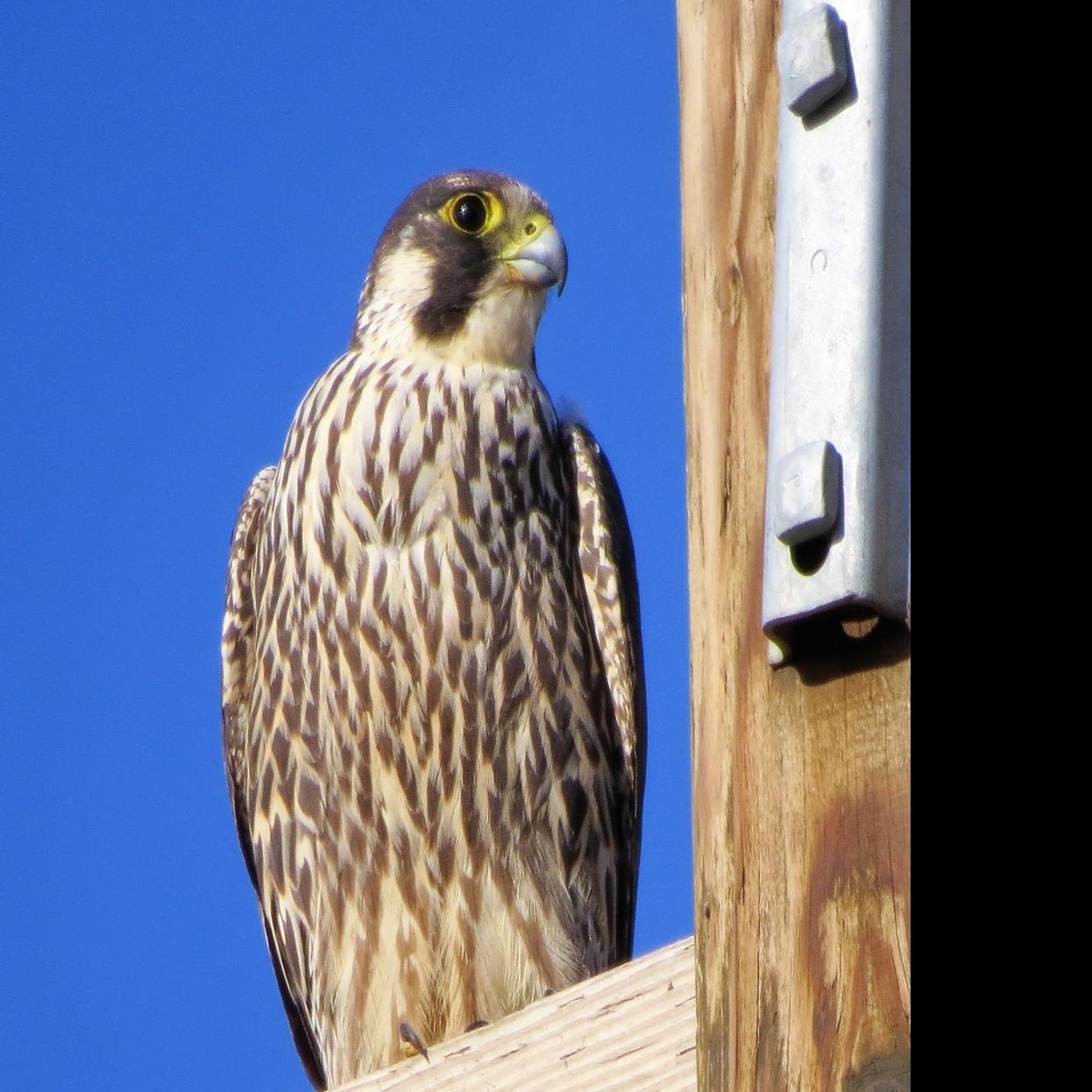 Inside The Outdoors All About Peregrine Falcons Outdoors