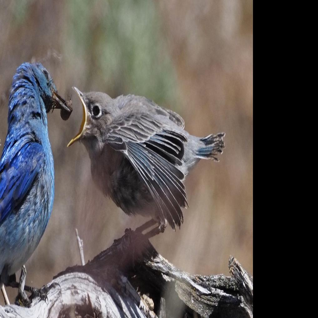 Audubon Blog: Blue Jays  Audubon Society of Western PA