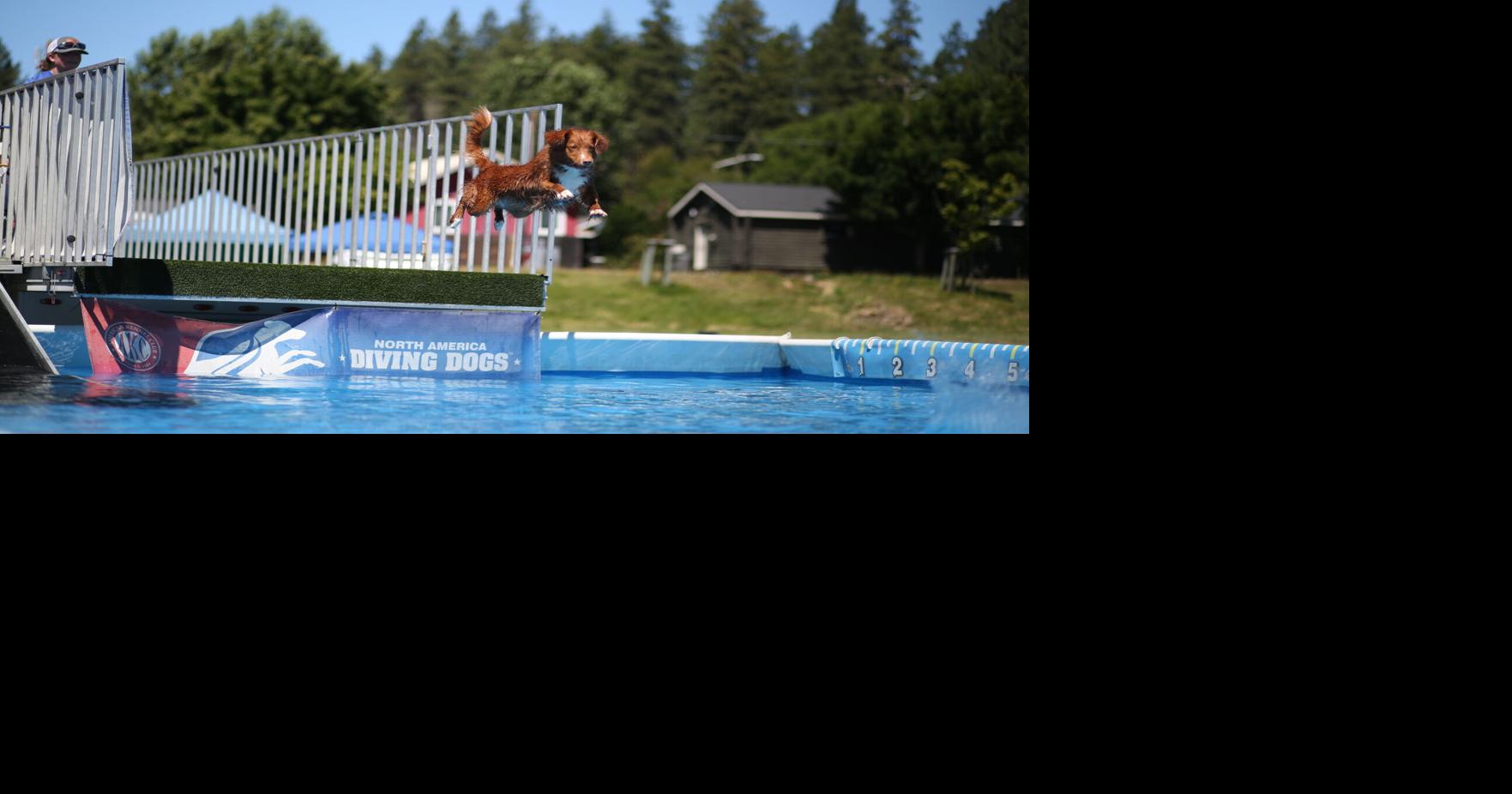 FUR LOVE OF THE GAME: Canine competitors make a splash at Pioneer Days