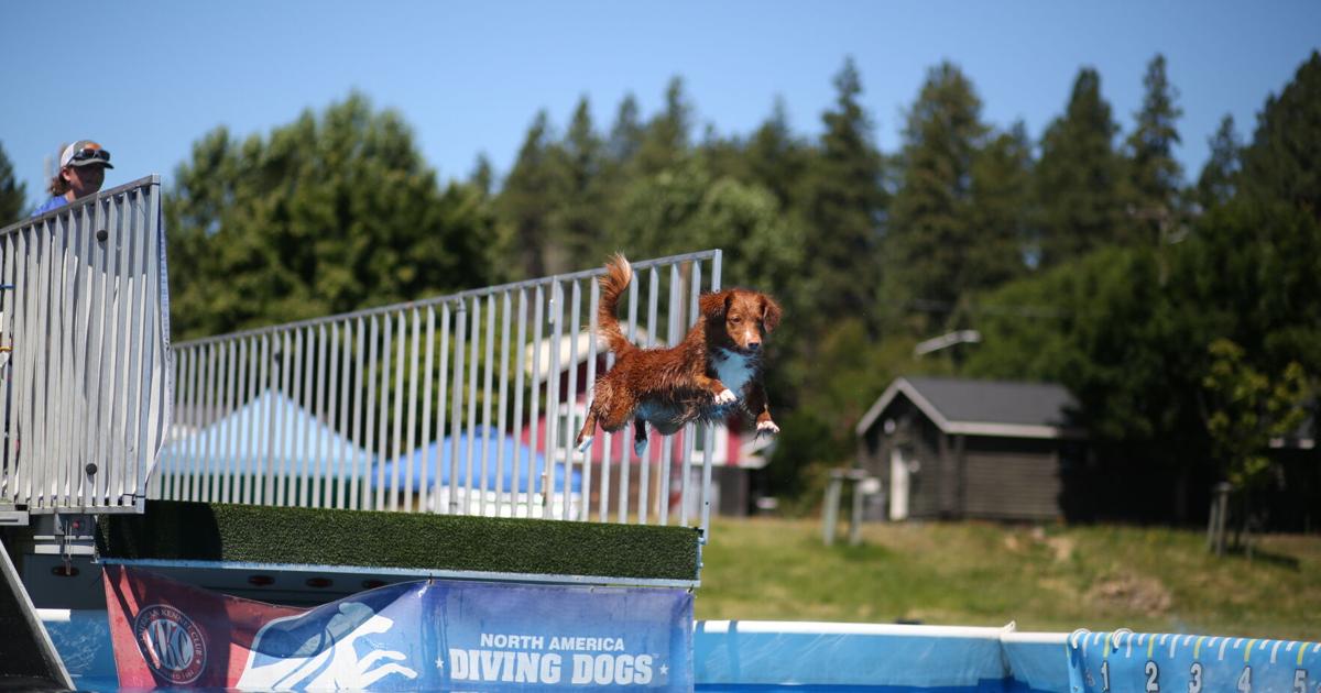 FUR LOVE OF THE GAME: Canine competitors make a splash at Pioneer Days