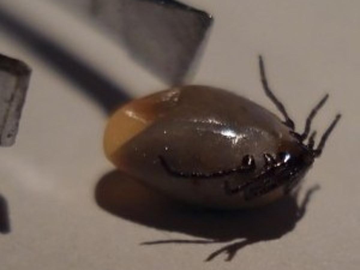 Kittitas County Residents Pets Urged To Watch Out For Ticks News Dailyrecordnews Com 2022 State Of Maine Tick Infestation State Map 2022