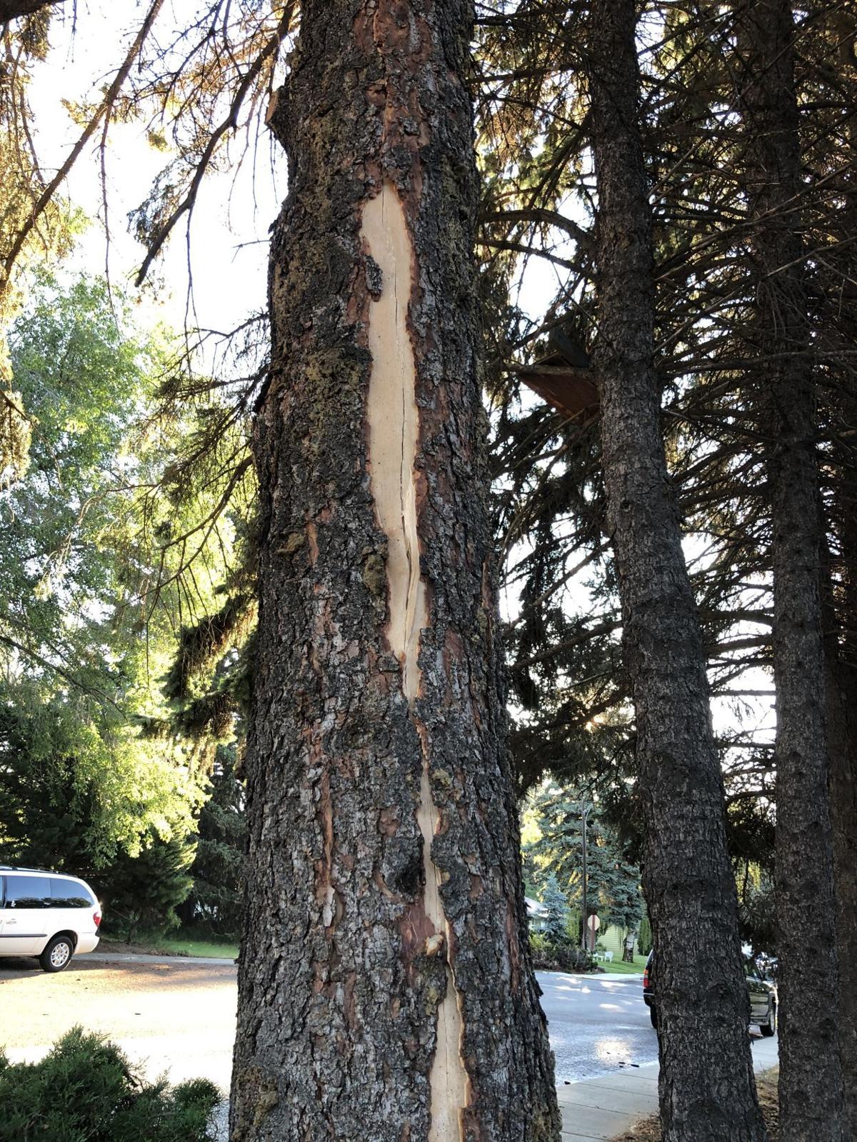 white lightning hit the family tree free download