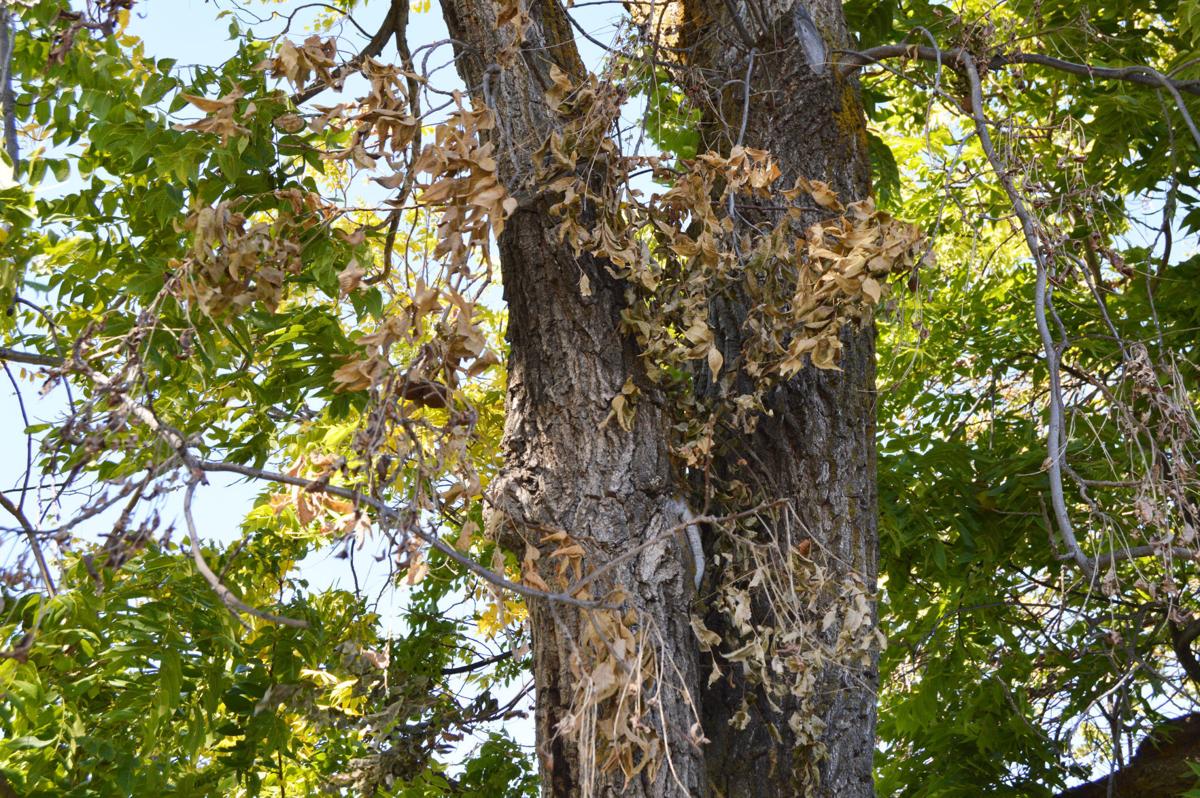 Mysterious Disease Affecting Trees In The City News