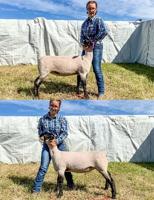Jordan Smith-Breeding Ewe Under 1 Yr