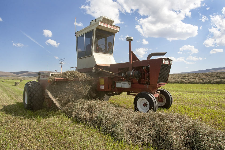 Second hay cutting Photo Gallery