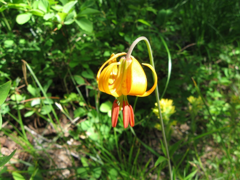 Stafford Creek Trail Is Wildflower Heaven Outdoors Dailyrecordnews