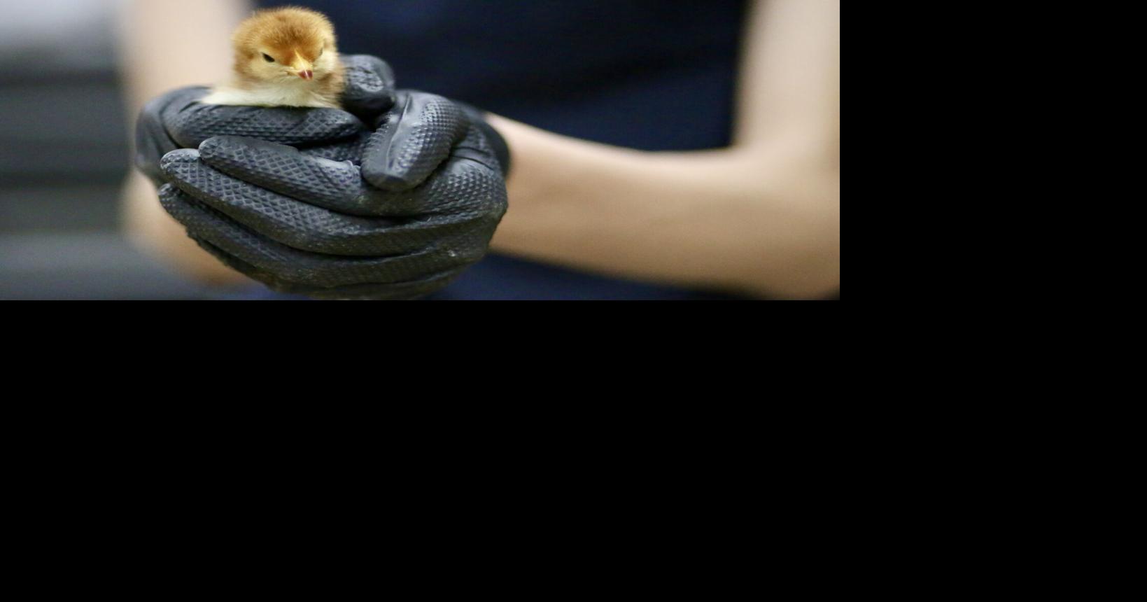 Spring chickens Ellensburg farm store tradition draws crowds