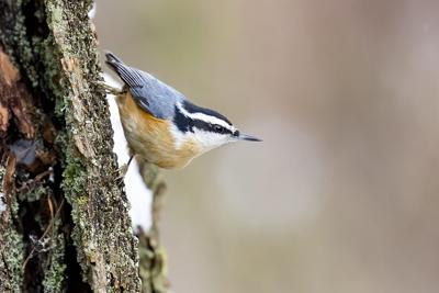 Bird of the month: nuthatch