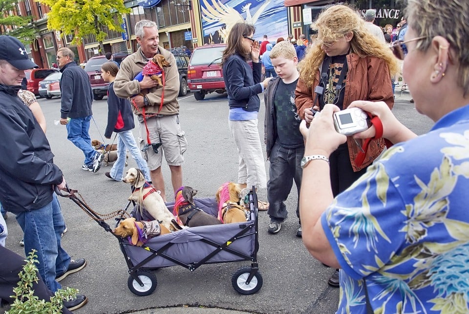 256 dachshunds parade through Ellensburg Top Story