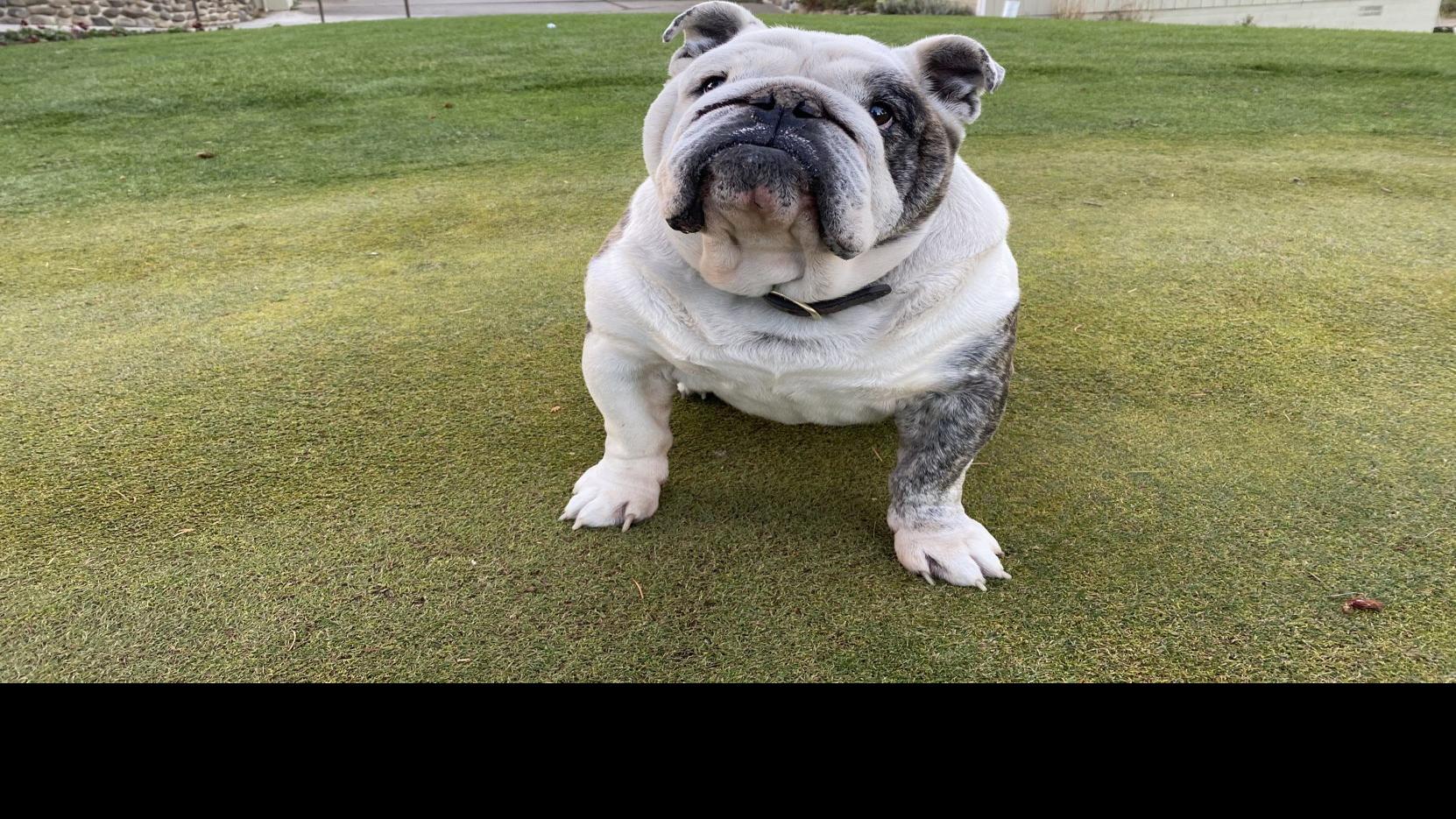 Neighborhood Dogs Love Hanging Around The Lively Atmosphere At Ellensburg Golf Club Sports Dailyrecordnews Com