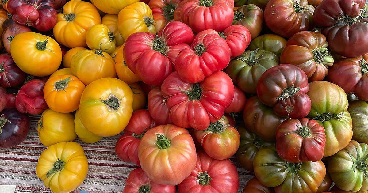Local Tomato Local tomatoes create smiles at area farmers markets | News ...