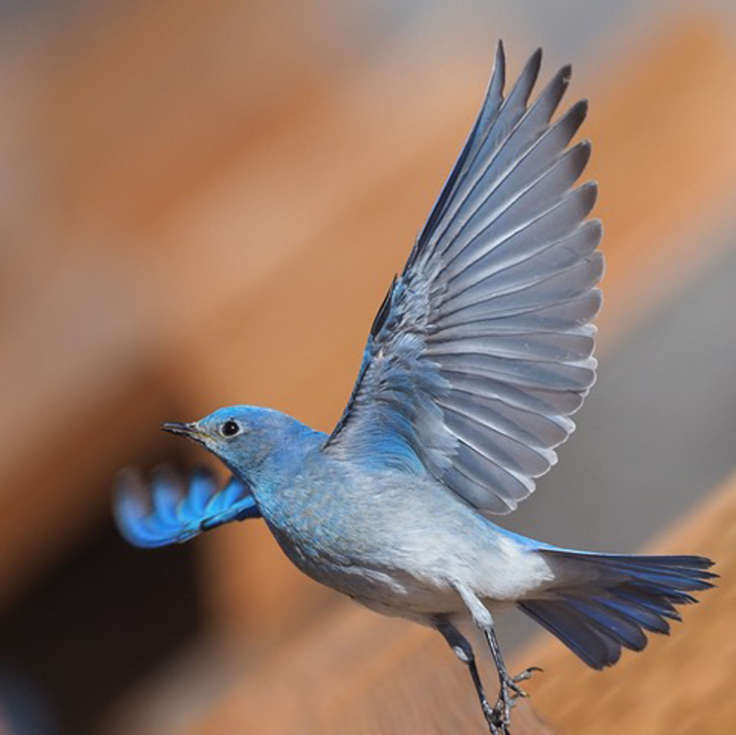 Samoa kinderen sales bluebird