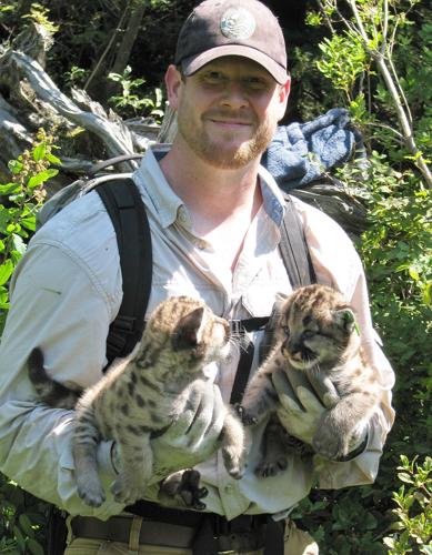 Brian Kertson Ph.D. with cougar kittens
