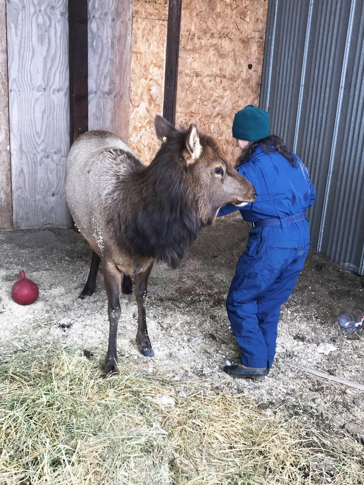 Woodland Park Zoo Seeking Input On What Re Opening Will Look Like