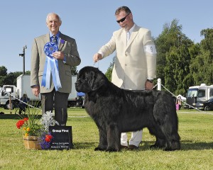 newfoundland dog baby