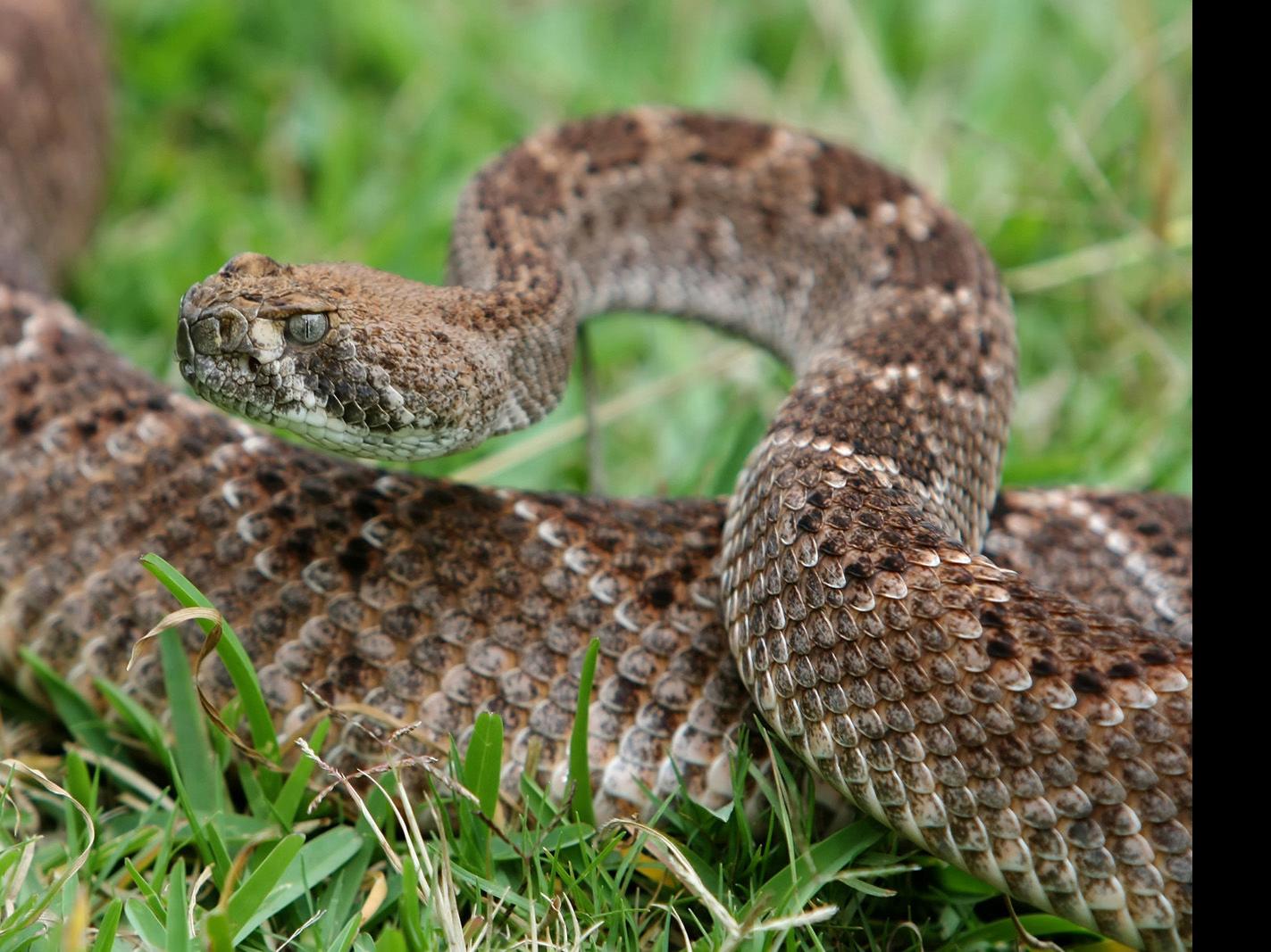 7 Countries With the Most Rattlesnake Sightings