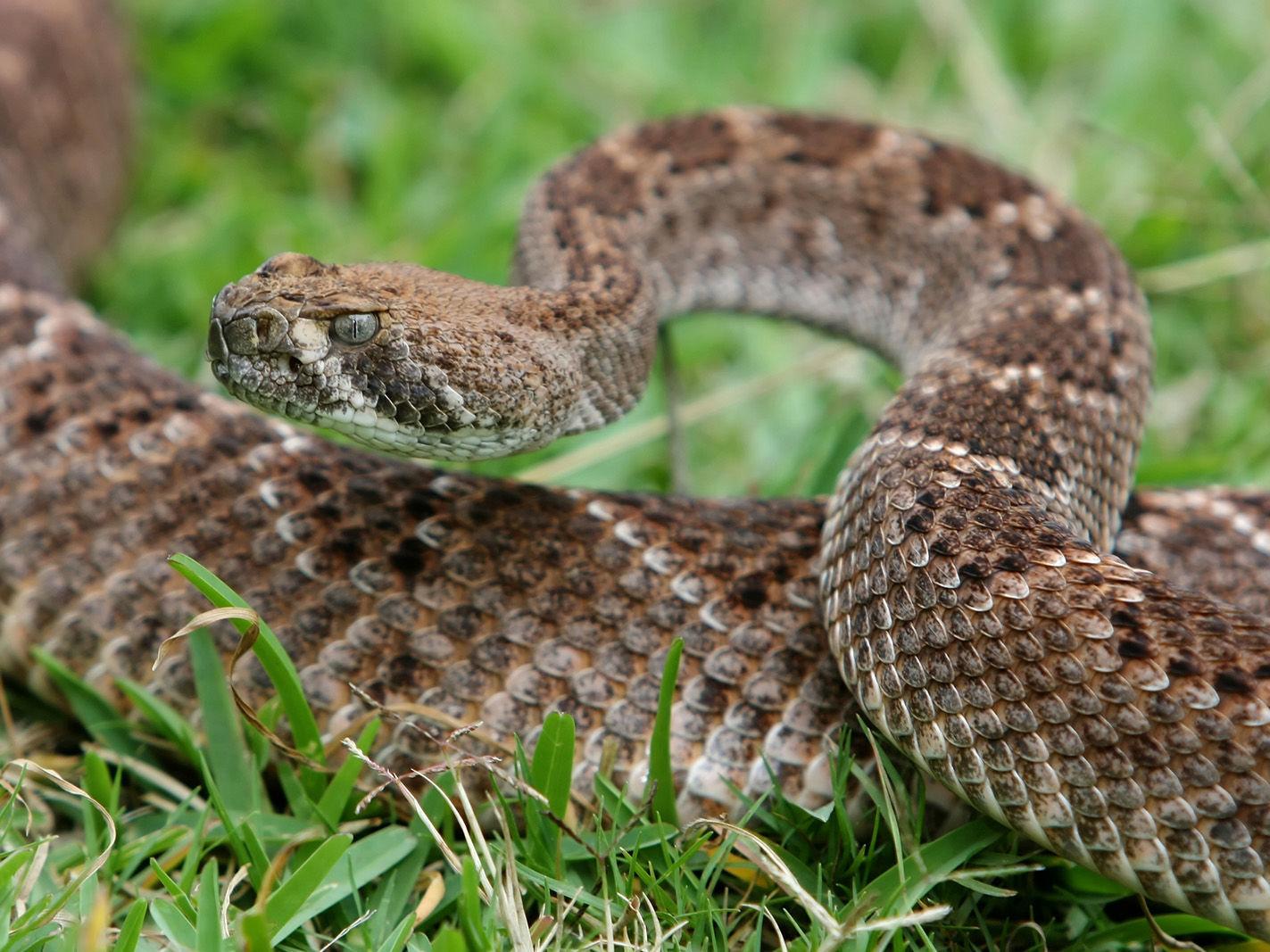 7 Countries With the Most Rattlesnake Sightings