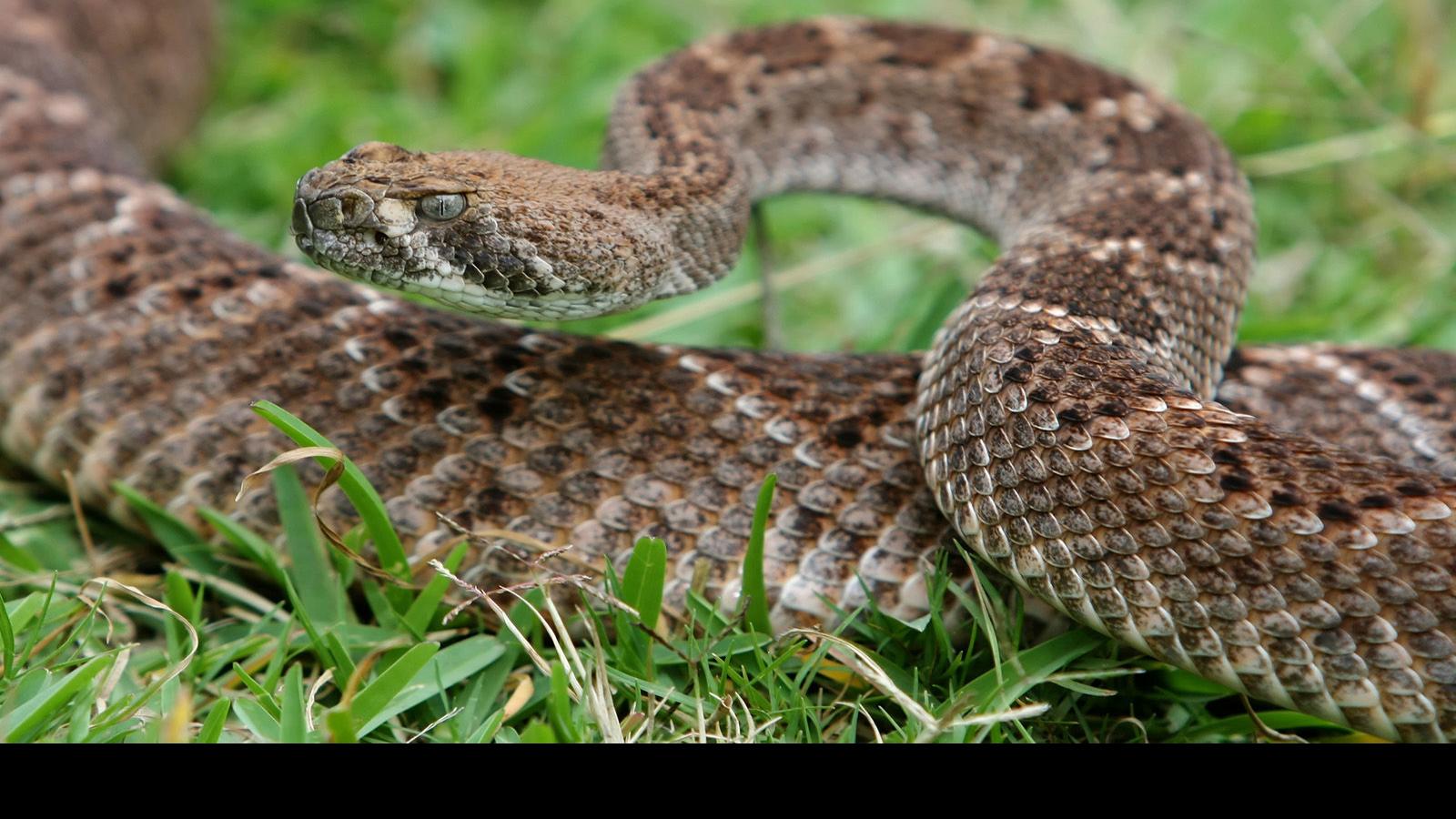 Pa Rattlesnake Map 2022