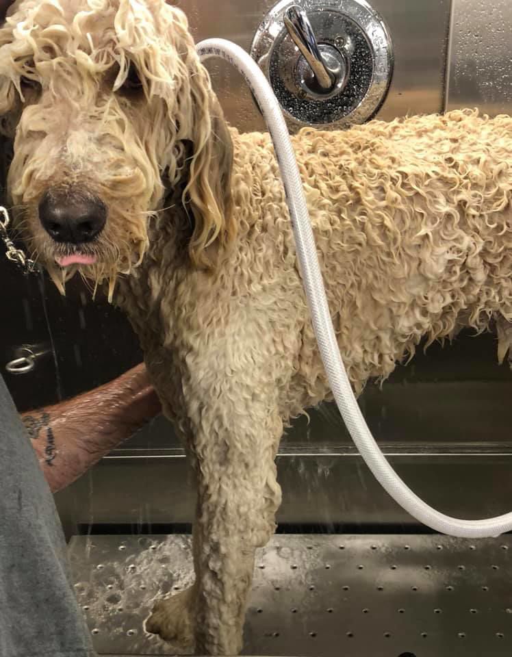 Messy Mutts launches mobile grooming services Business