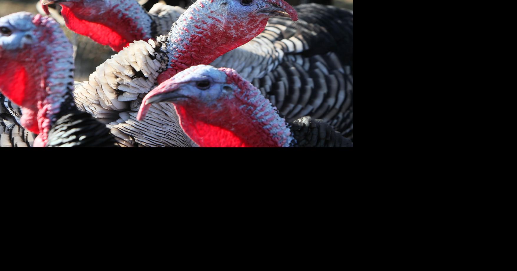 Windy N Ranch’s organic turkeys an old, heritage breed | Members ...