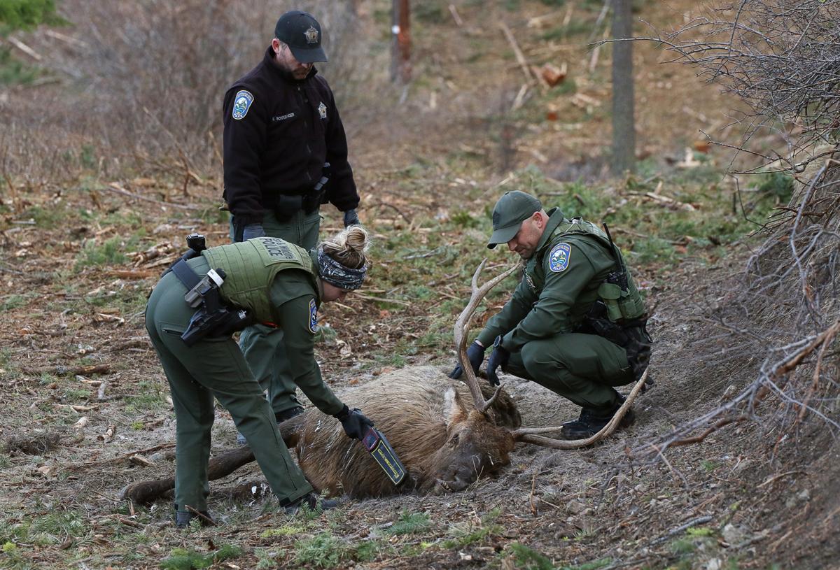 Multiple wanton waste investigations ongoing into illegally killed bull