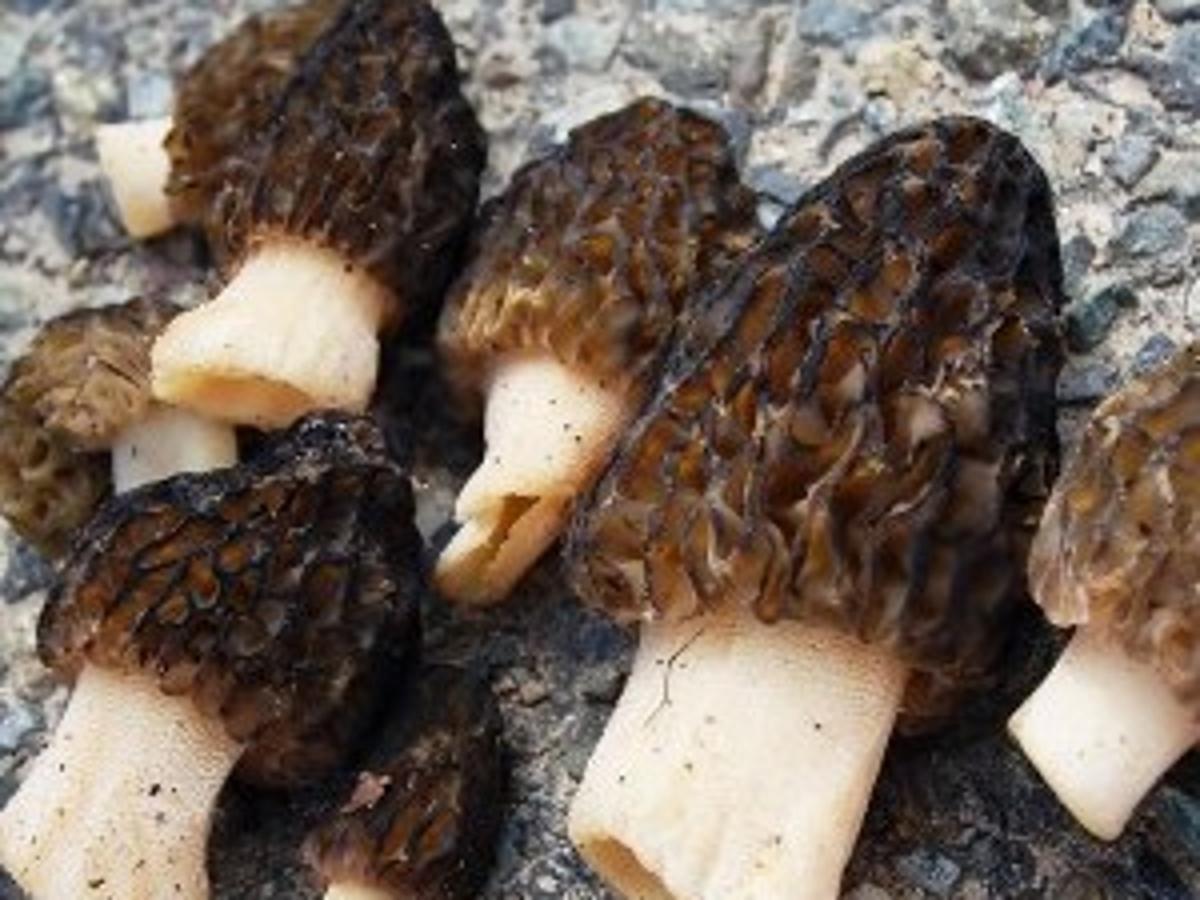 Where Do Mushrooms Grow News Dailyrecordnews Com 2022 Morel Season Map