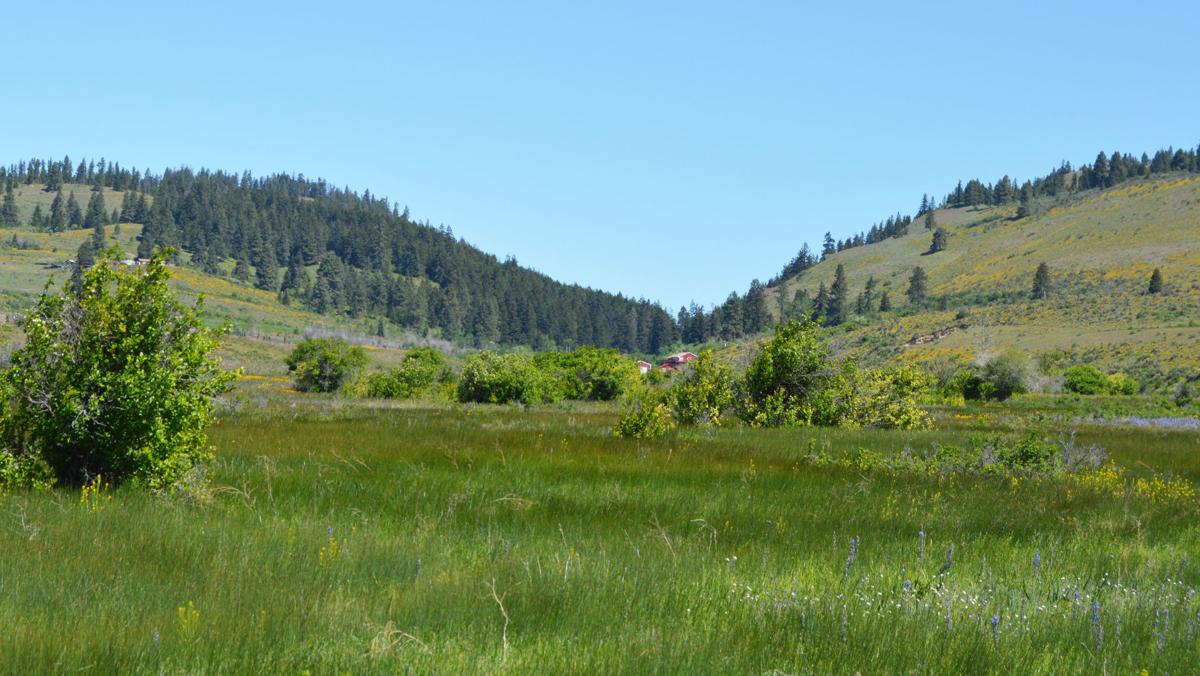 Elusive Ellensburg blue agates still being found in the hills News