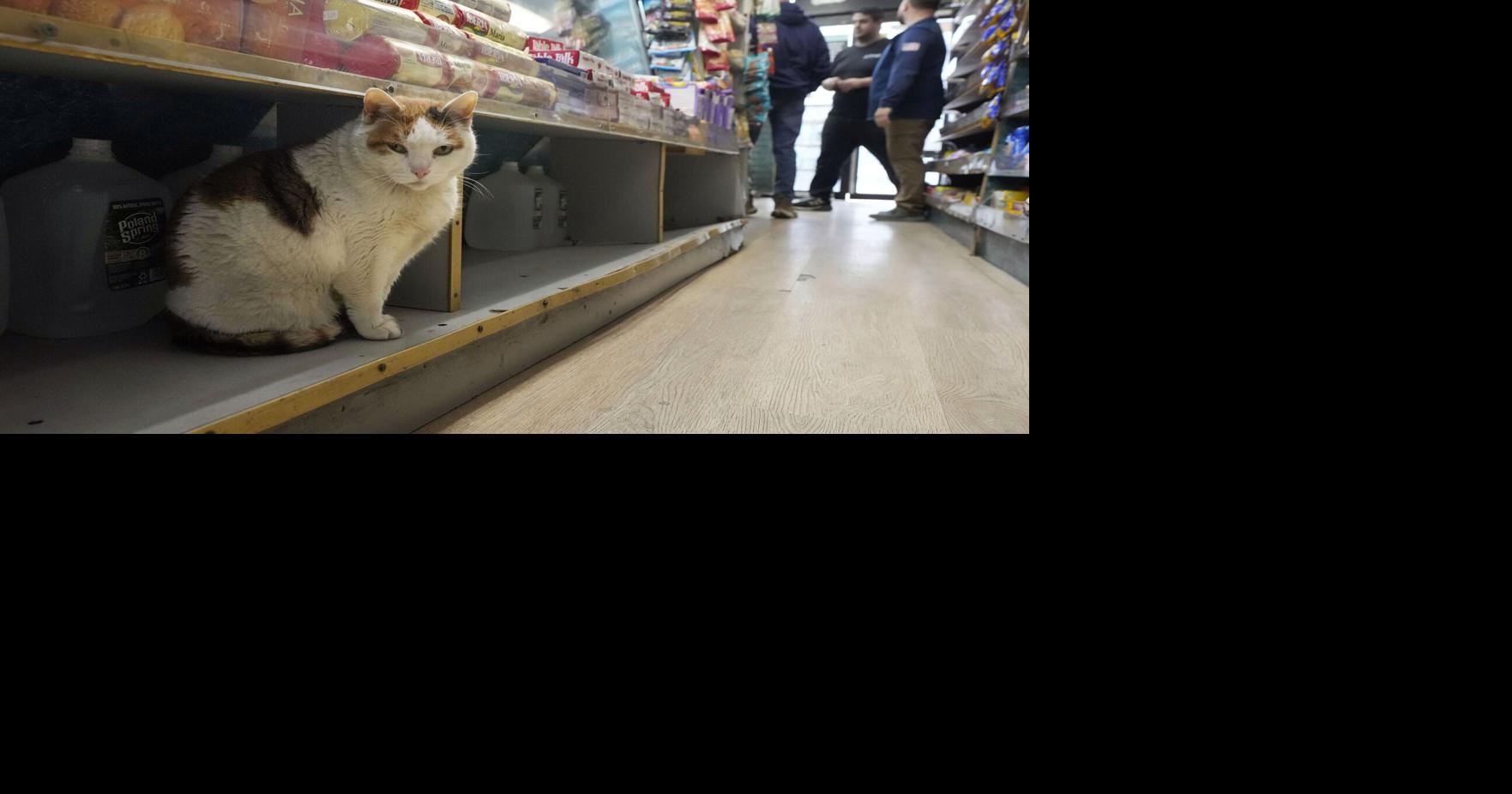 Bodega Cats