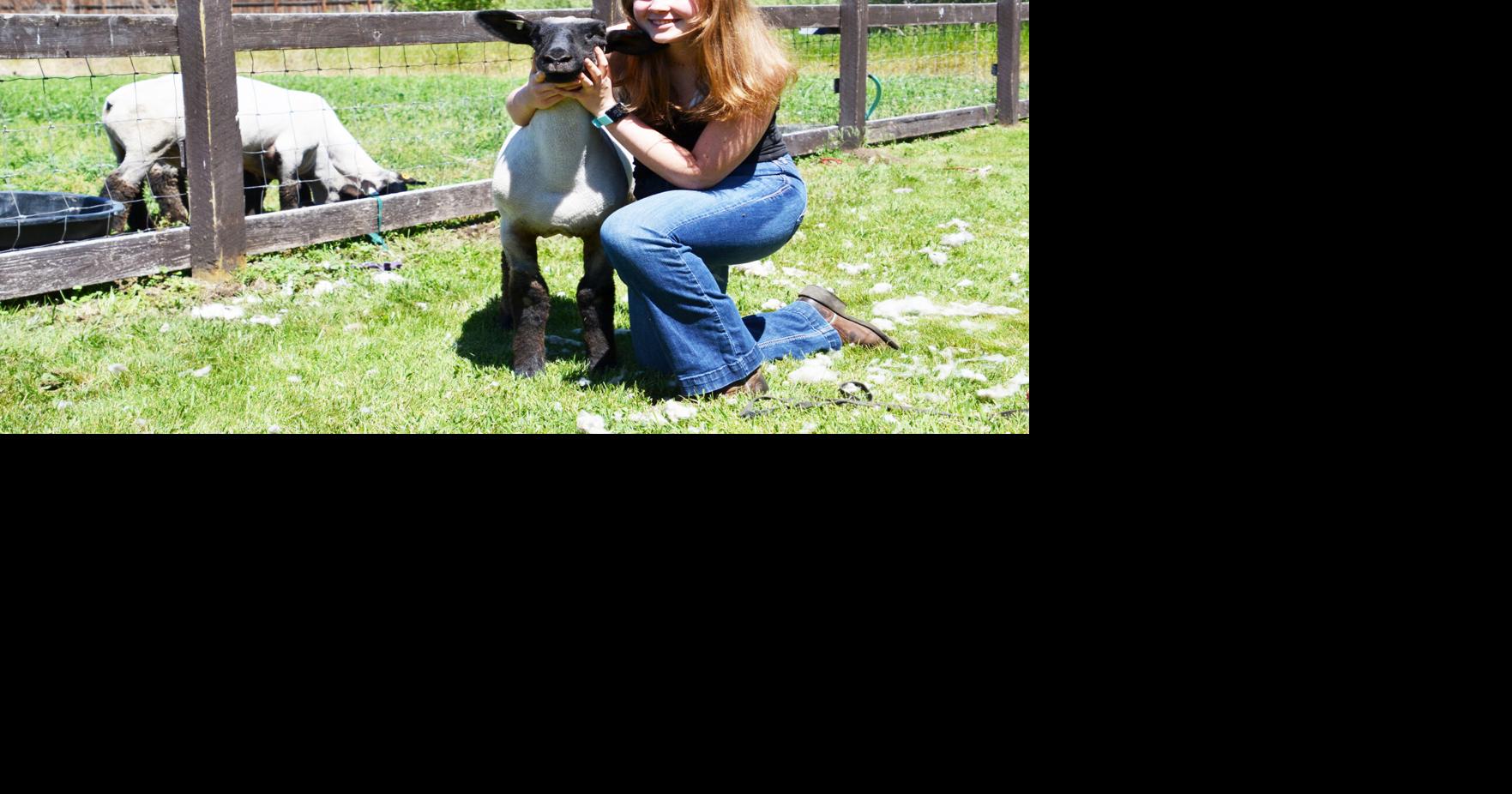 Top chops — Tommy the HampshireSuffolk lamb will headline Kittitas