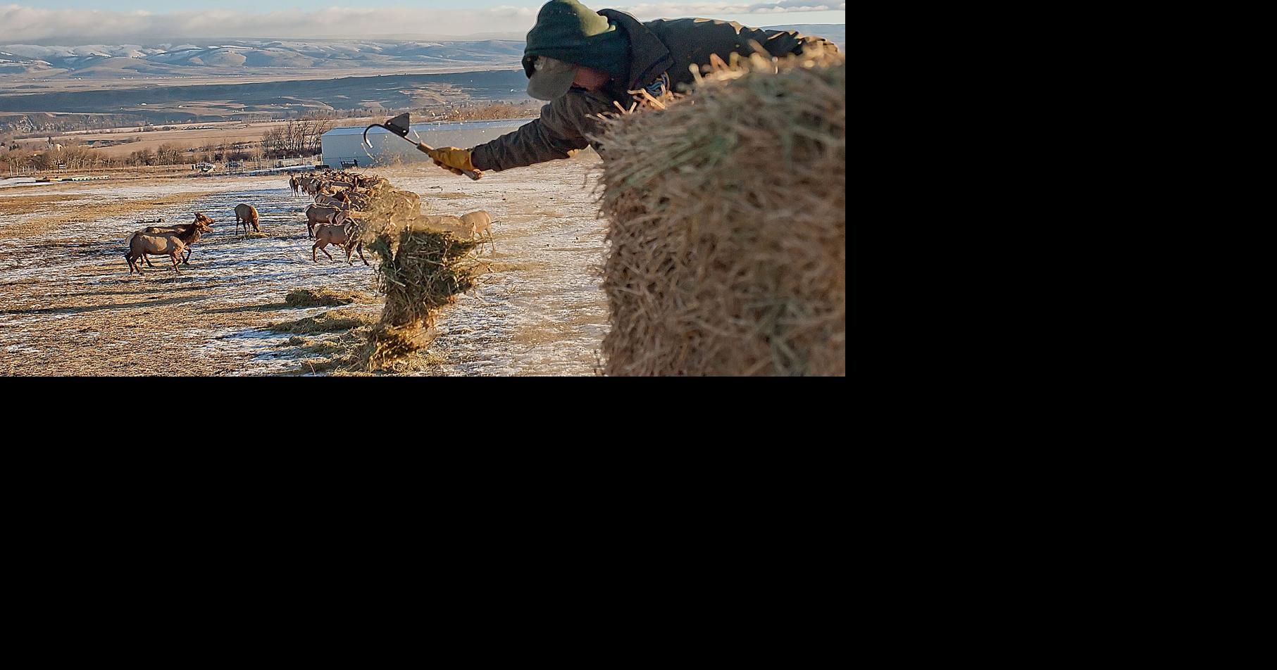 50yearold elk feeding tradition keeps elk out of lower valley farms