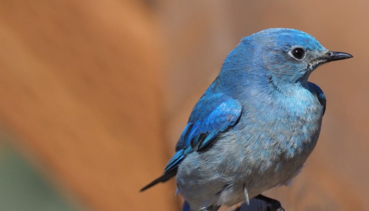 Samoa store kinderen bluebird