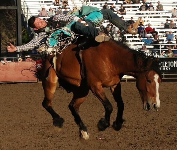 Summit Rodeo Company Some of the Summit Pro Rodeo stock bucking at the Mountain States ...