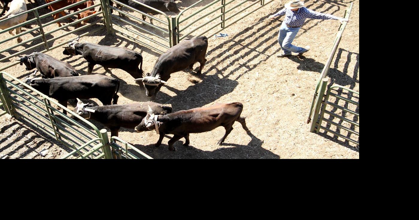 PENNED-UP DEMAND: Kittitas County seals deal for new cattle pens for ...