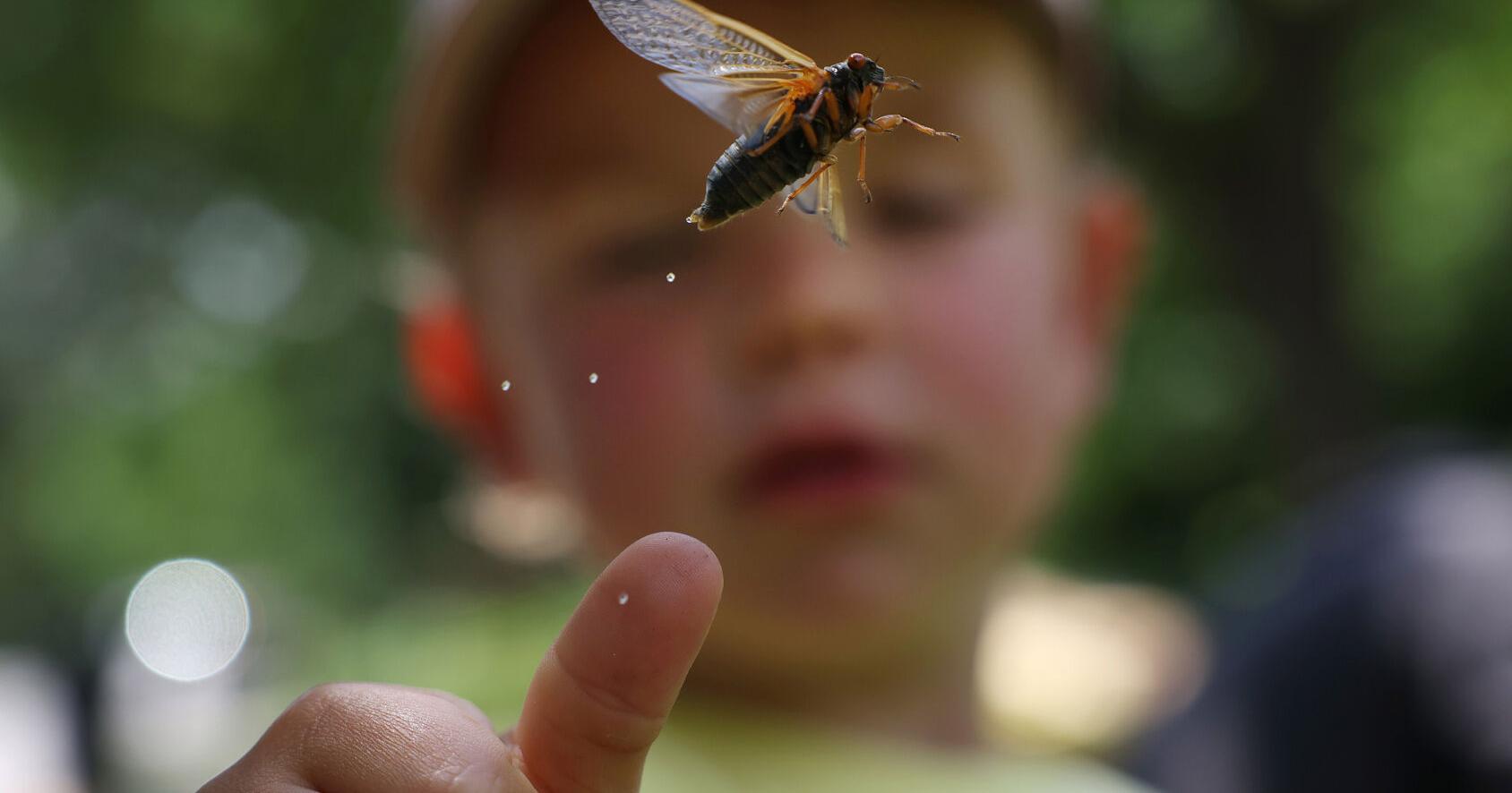 After a 17-year wait, cicadas emerge a little early in Chicago area: 'It's a milestone' | News - Vimarsana News