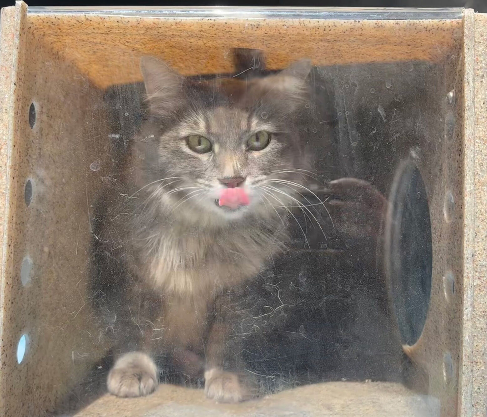 Good News: Feline rescued from live power line in Vallejo | News |  dailyrepublic.com