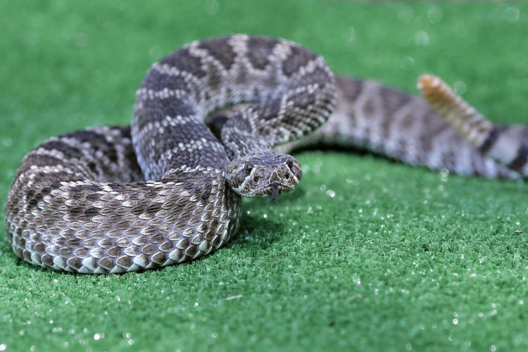 Photos: Rattlesnake Avoidance Training for Dogs | News | dailyrepublic.com
