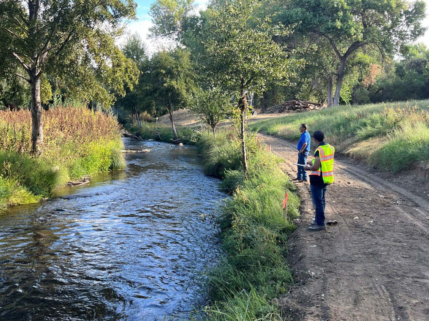 Early fall return estimate climbs to over 2,100 fish in Putah Creek | News  | dailyrepublic.com