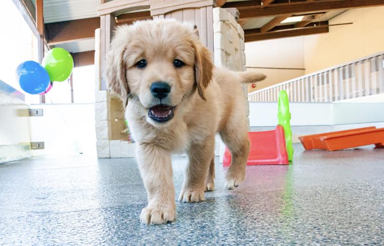 Meet BettyRose Puppy with special name to start training to be a guide