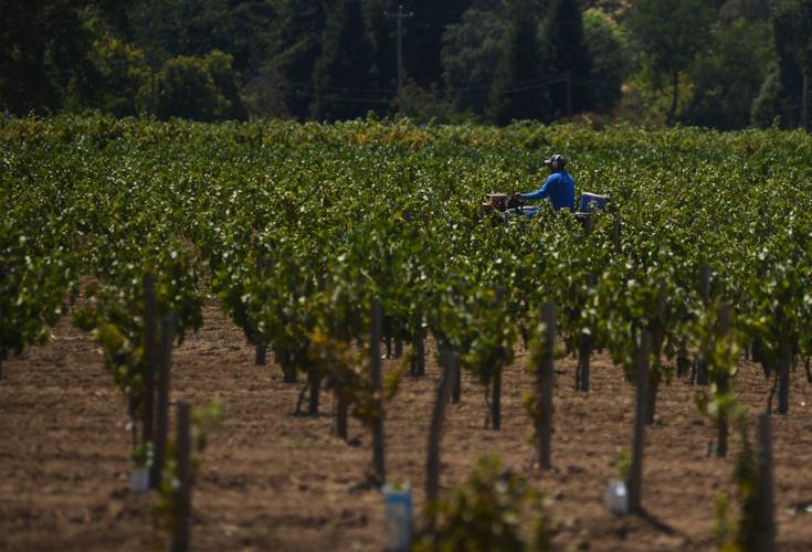 Gross value of Solano crops, livestock fairly flat from 2018 to 2019