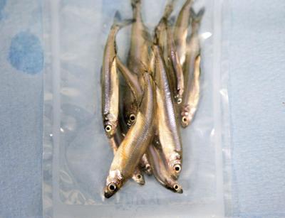 Tiny smelt a big player in state water wars