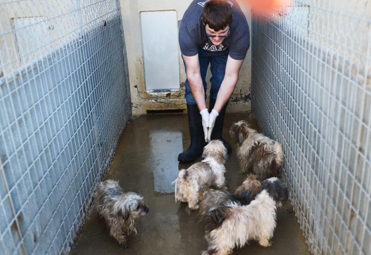 Photos: Over 100 Dogs rescued | News | dailyrepublic.com