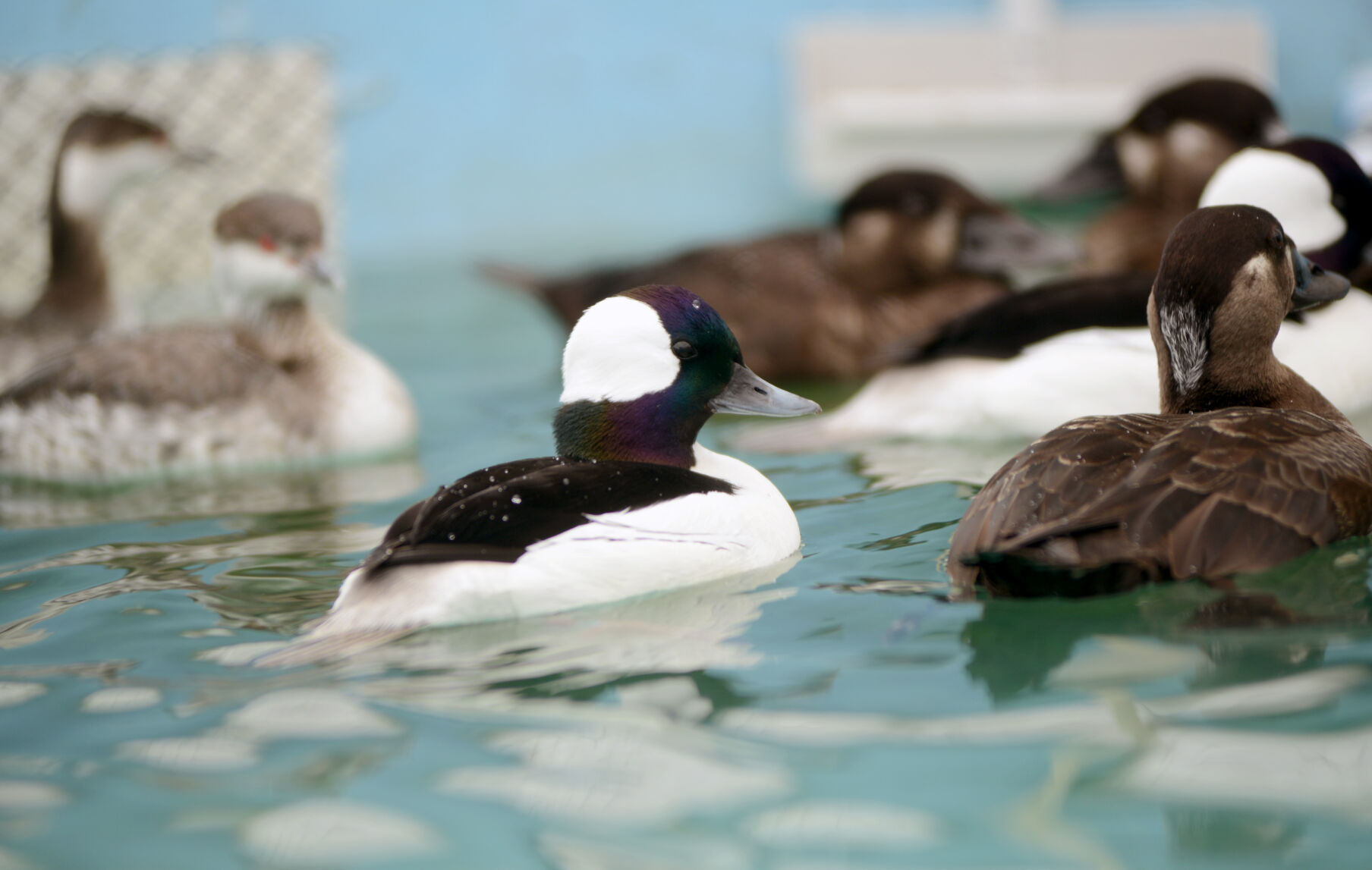 Photos: Bird rescue center treats “mysterious goo” birds | News ...