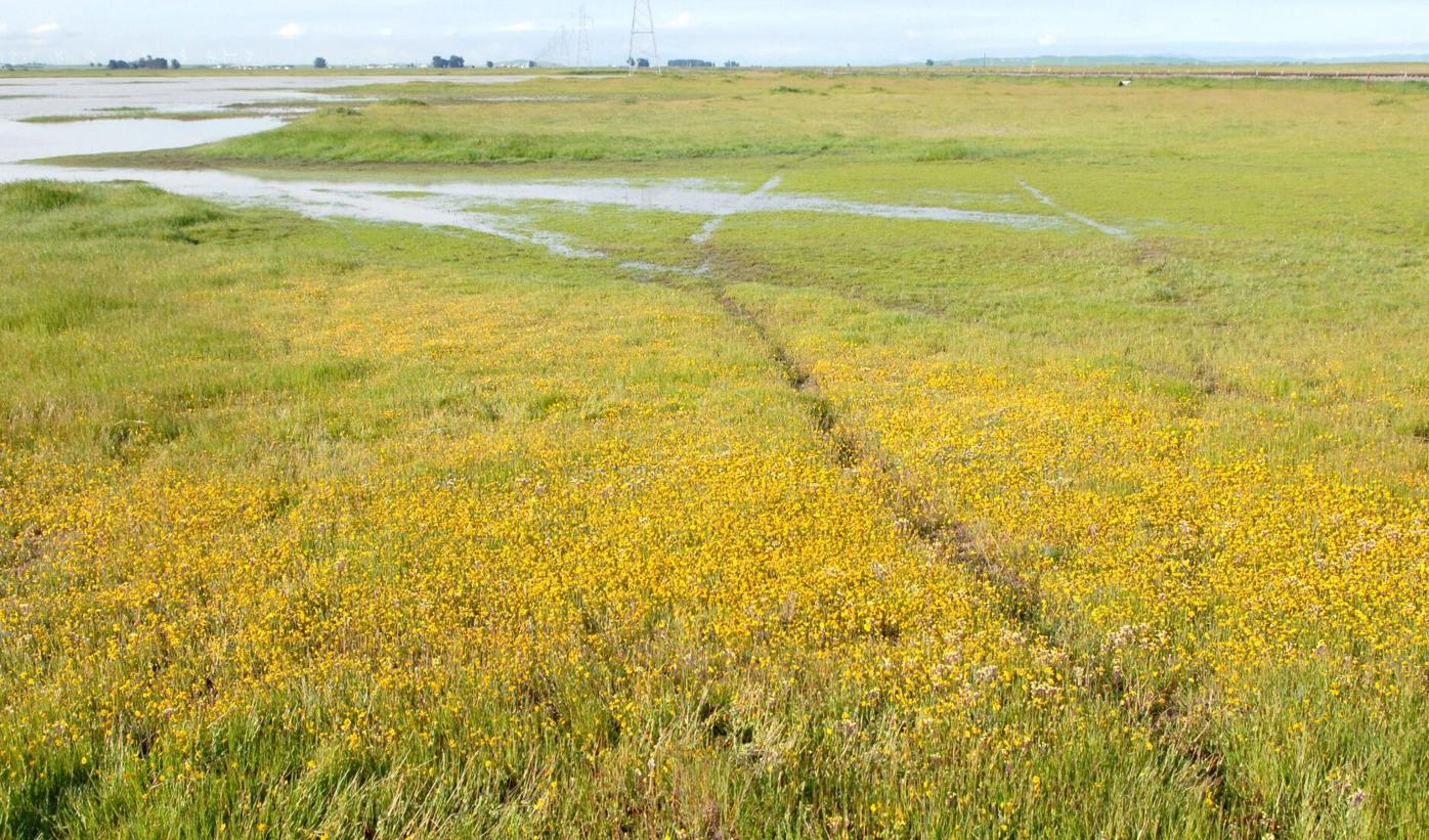 Orderly Growth, California Forever clash again, this time over Solano Land  Trust | News | dailyrepublic.com