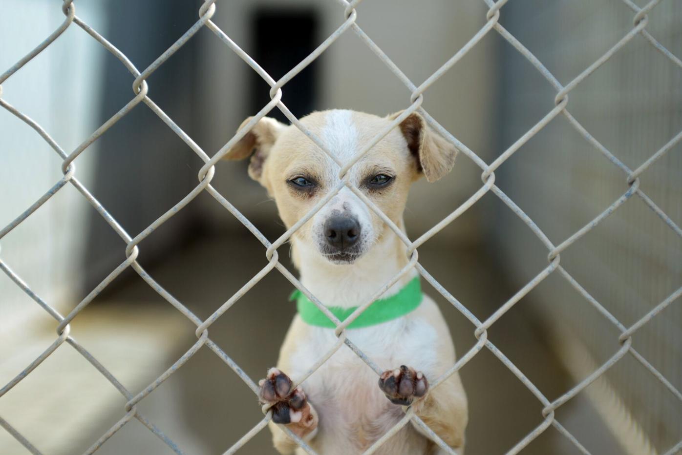 Solano SPCA seeks homes for bumper crop of Chihuahuas | Solano County |  dailyrepublic.com