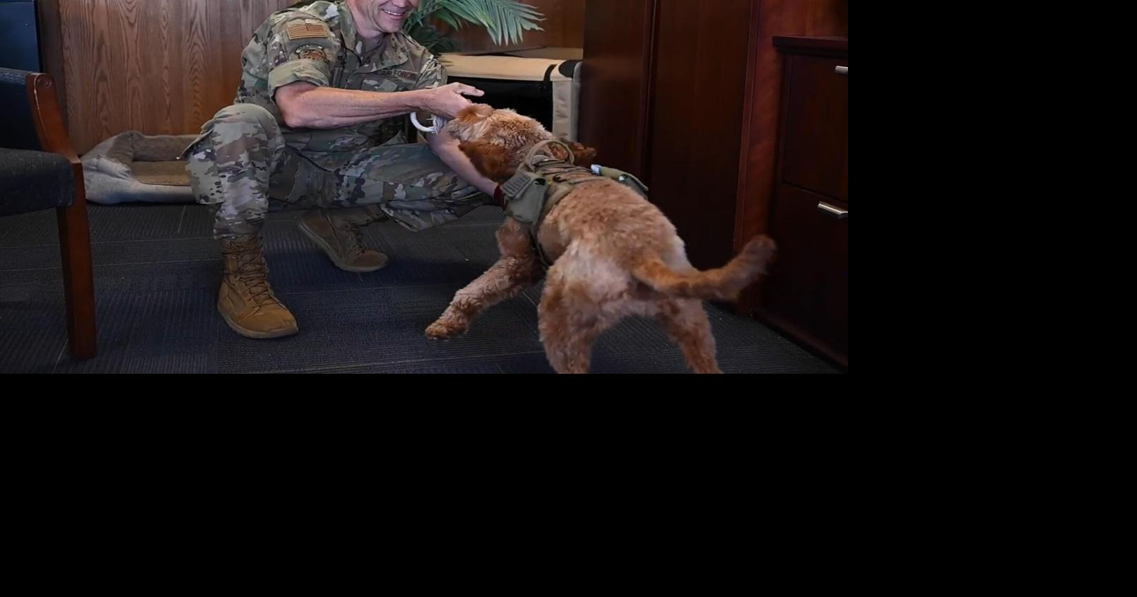 Service dog helps Colonel fight the battles back home | News ...