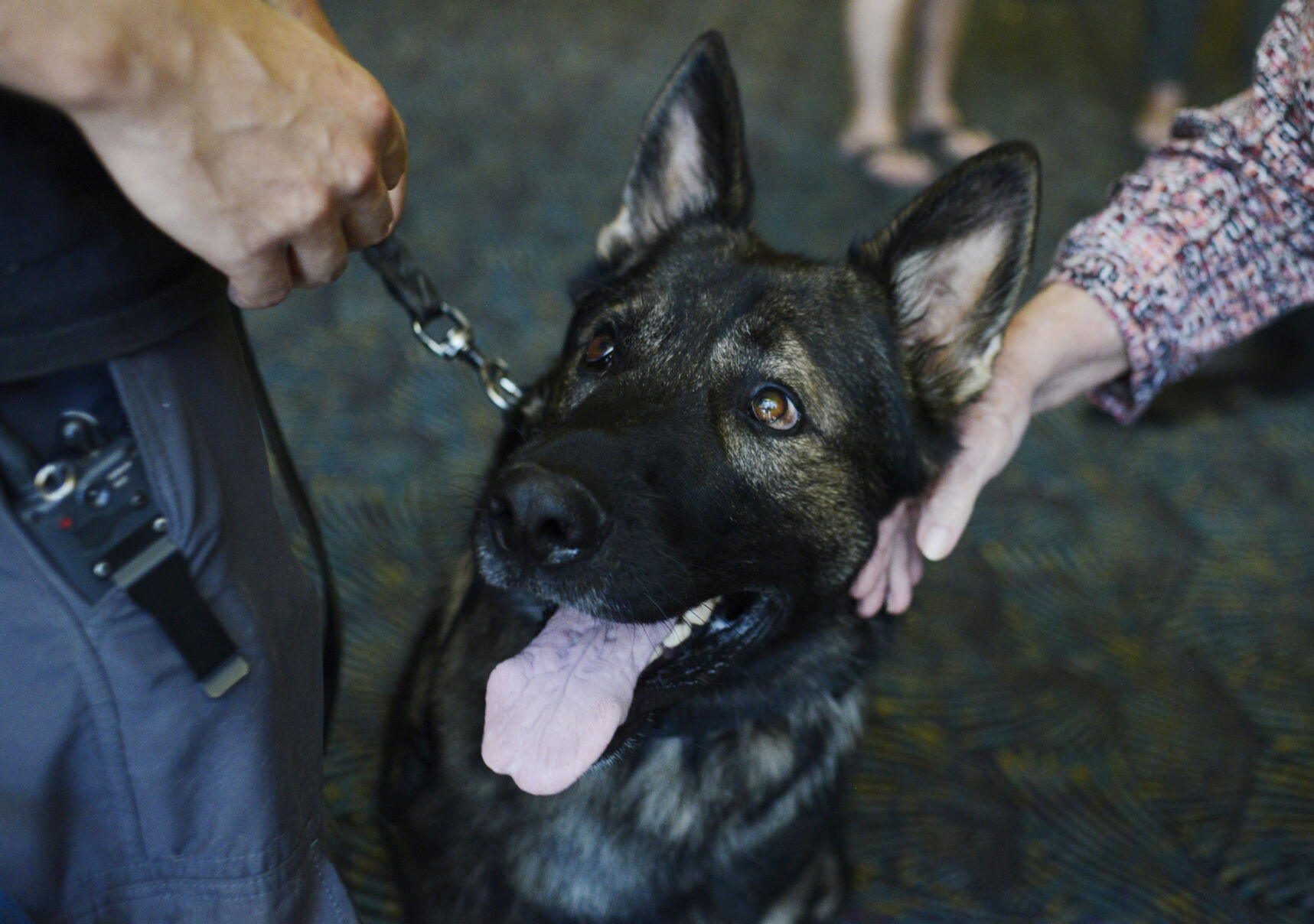 Grand jury calls for more K-9s in Solano law enforcement | Police |  dailyrepublic.com